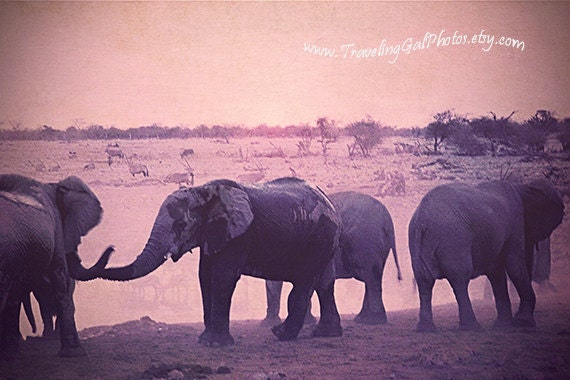 Travel photography elephants Etosha National Park Namibia wildlife safari grey sky watering hole animals dusk 8x10 fine art photo