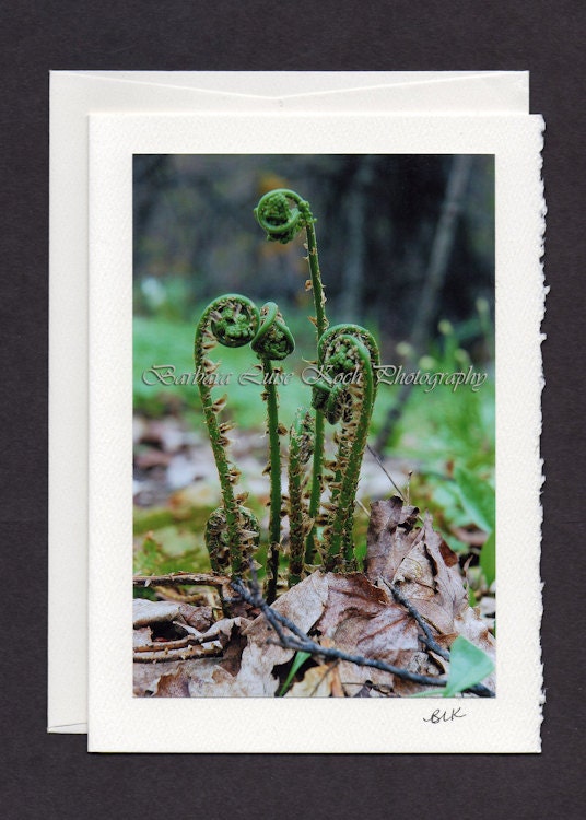 SPRING GREEN FERN Home Decor Greeting Card Woodland Wall Art Forest  Zen Emerald Fiddleheads Handmade Fine Art Photography Barbara Koch