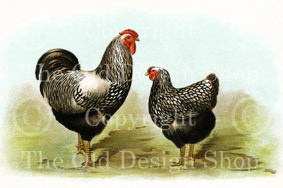 SILVER and LACED WYANDOTTES Biggle Poultry Digital Image for Cardmaking Scrapbooking Altered Art Mixed Media