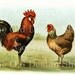 SINGLECOMB BROWN LEGHORNS Biggle Poultry Digital Image for Cardmaking Scrapbooking Altered Art Mixed Media