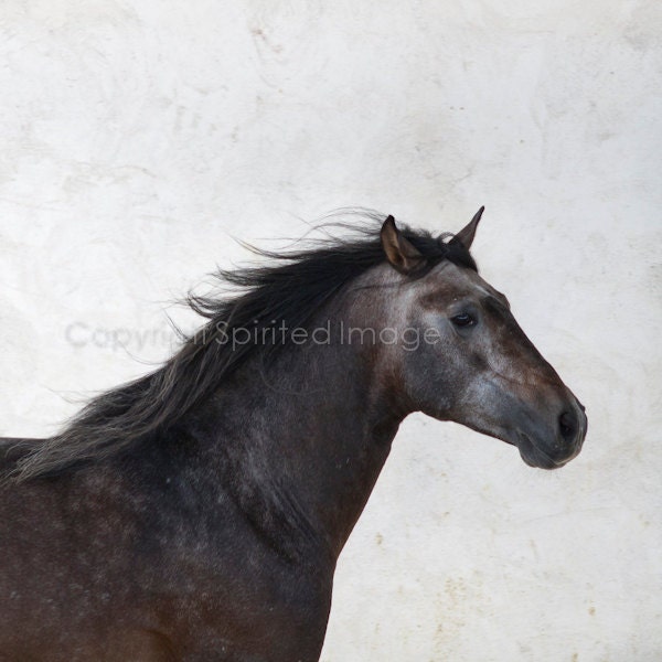 Horse Photography - FUEGO - Andalusian Horse  FineArt Print - Wall Decor