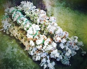 Sacred Blue Sage smudging bundles wrapped with sparkle floss