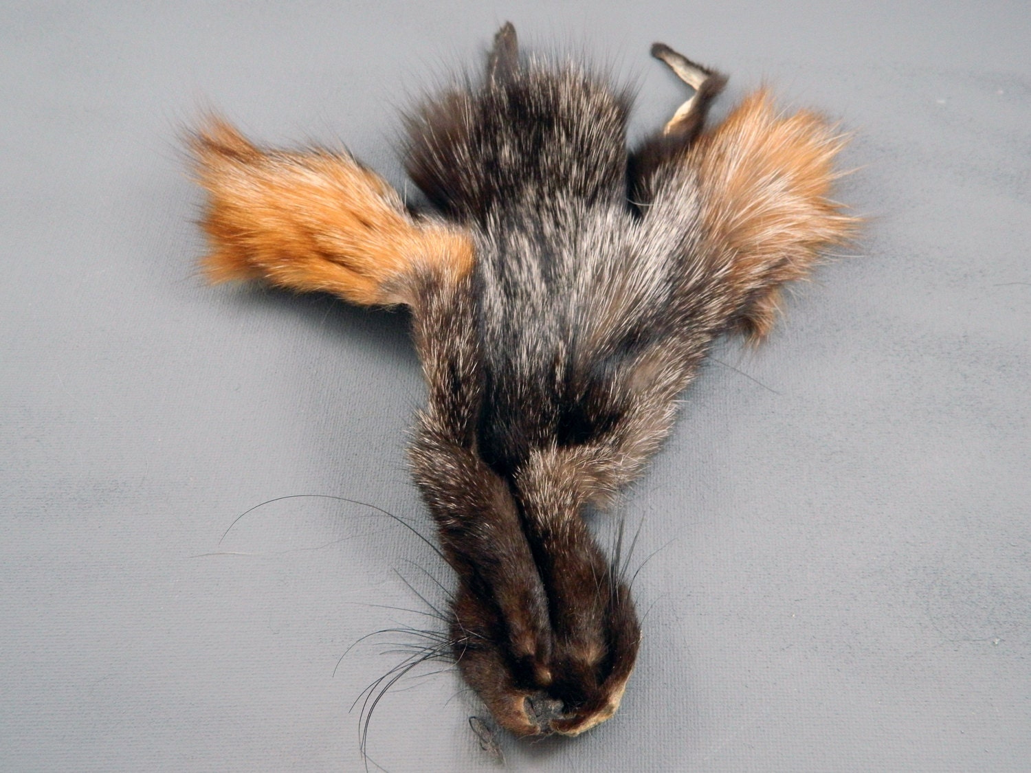 Fur Scraps CRYSTAL Fox Fur Face CF1 Arctic Store Arktika Russia