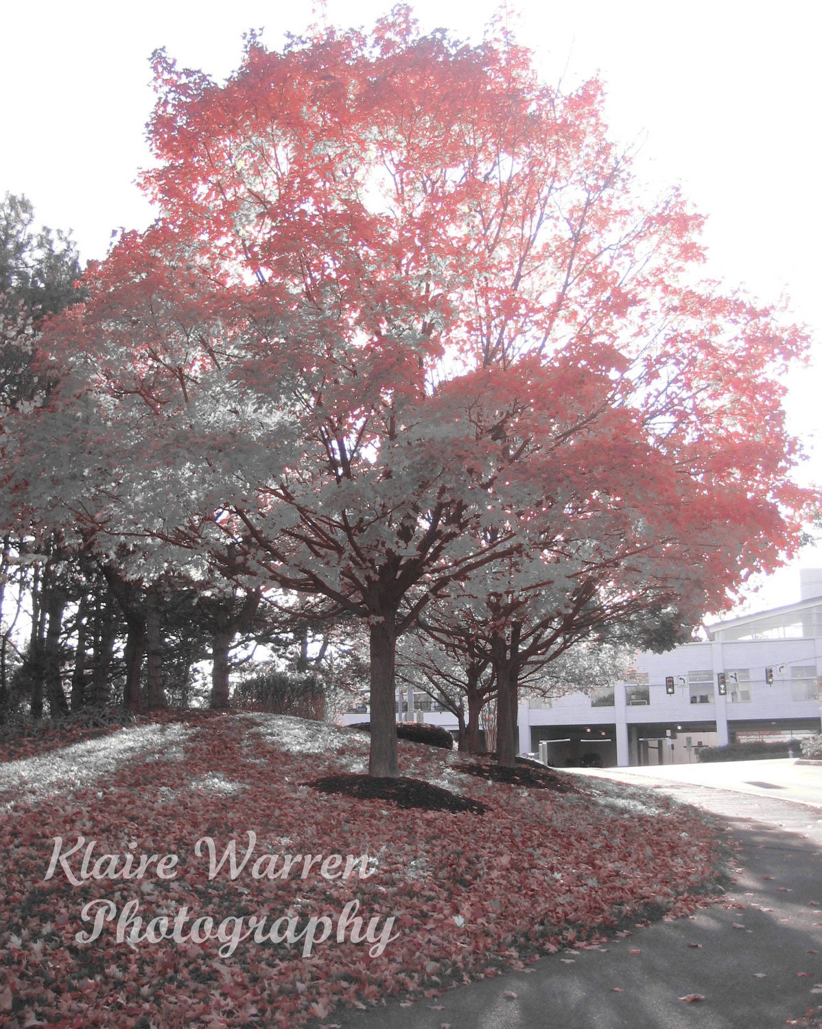 Transition Tree, McLean, Virginia Photography Print By Klaire Warren 8X10 Matted 11X14 Inspirational Artwork for the Home