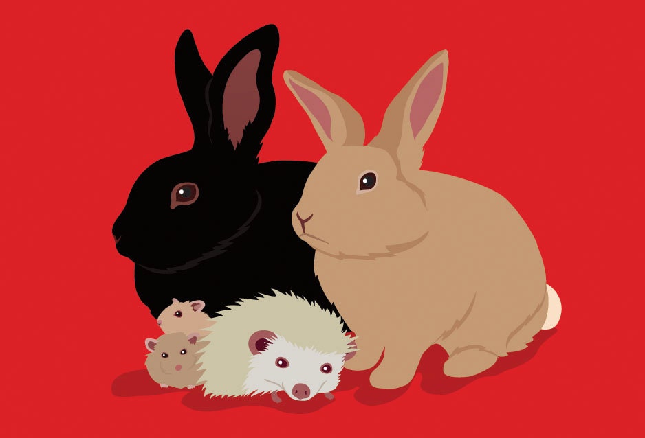 FIVE Pets in 1 Custom Portrait (Multiple Pet Add-On Discount)