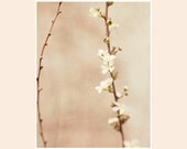 Asian Inspired Photograph, 11x14 photograph, spring flower photo, vintage inspired wall decor, dreamy airy art, guestroom wall decor