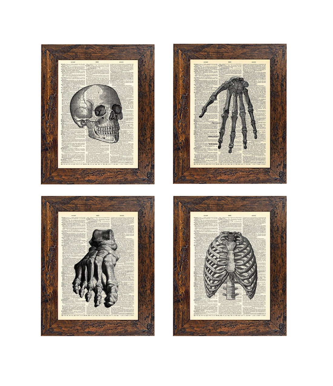 Set of 4 Bones Connected Vintage Anatomy Prints on Unframed Upcycled Bookpages
