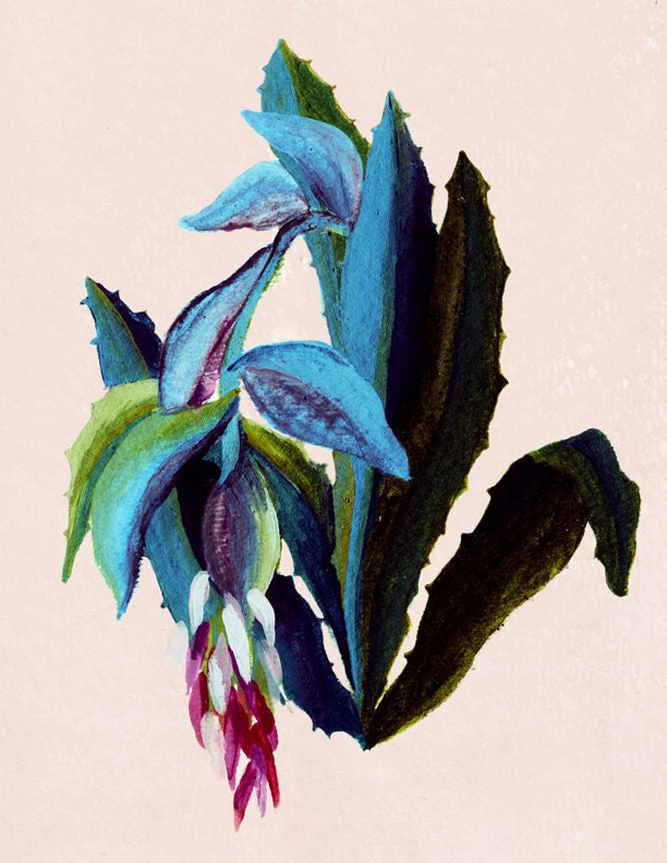 Glicee print- succulent plant illustration