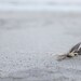 F R E E  SIPPING Nature photography summer decor bedroom art beach decor driftwood art primitive decor natural home decor 5x7 (13x18)