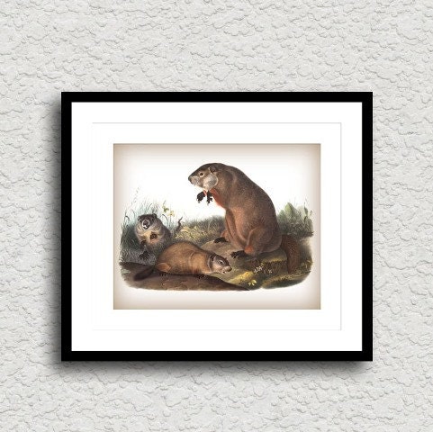 Groundhog Family Archival Vintage Reproduction Art Print Plate 8x10 inch or A4 Poster Sign P163