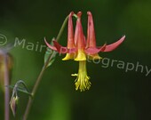 Red Columbine Yellow Green Nature Flower. Original Photograph, Fine Art Photography signed matted print