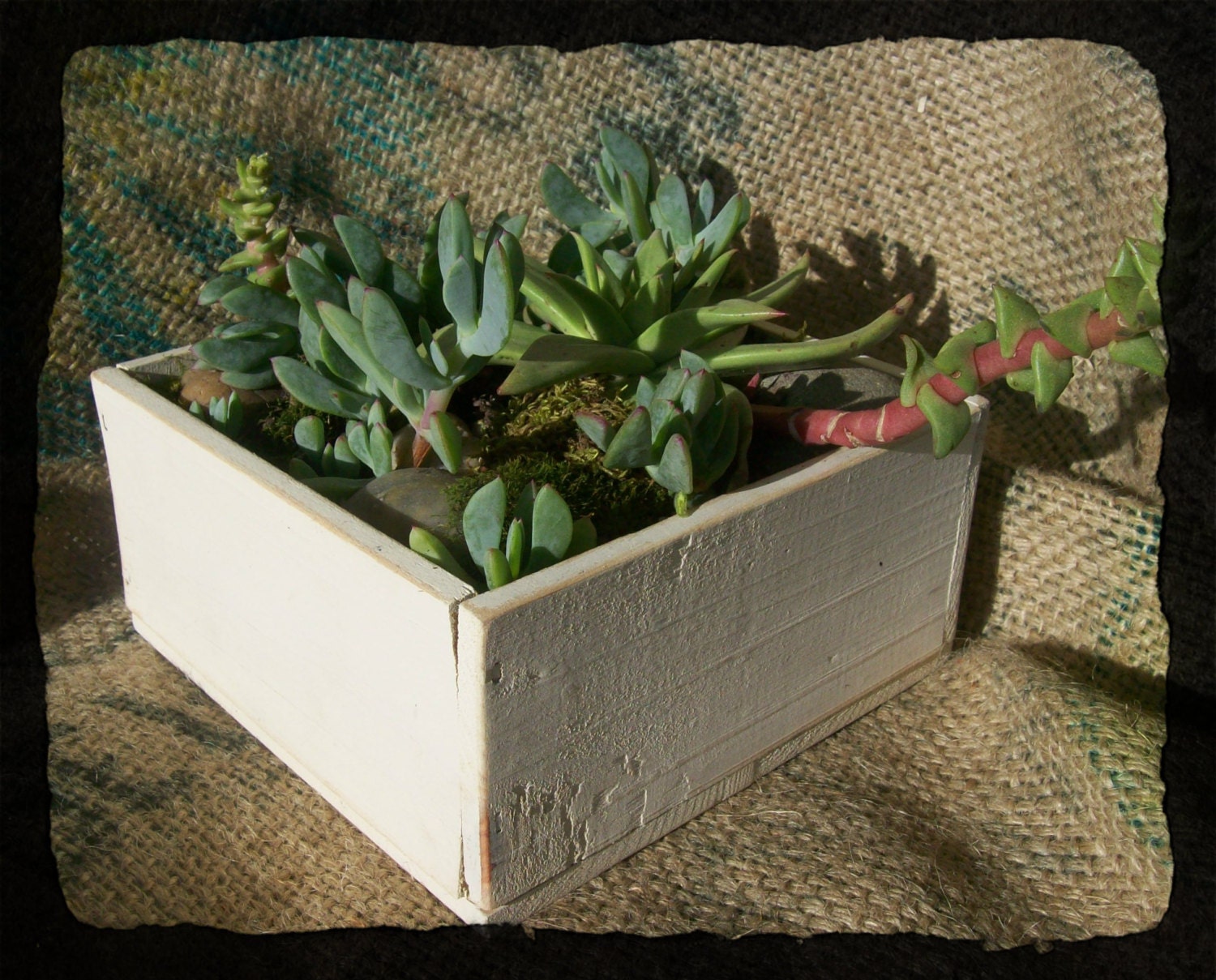 Shabby-Chic--Rustic--Enchanting Succulent Box-----Handmade--One of a Kind--Wedding & Home Decor--Keepsake
