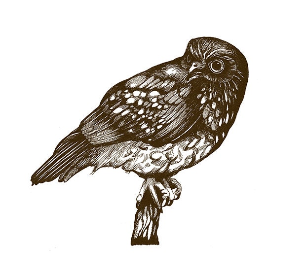 The Southern Boobook Owl Bird Ink Illustration Drawing Print Brown Feather Nature Home Decor Woodland Ninox Novaeseelandiae