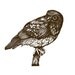 The Southern Boobook Owl Bird Ink Illustration Drawing Print Brown Feather Nature Home Decor Woodland Ninox Novaeseelandiae