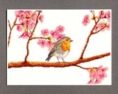 Robin Red Breast Spring Greeting Card, Cherry Blossom 5x7 Art Print