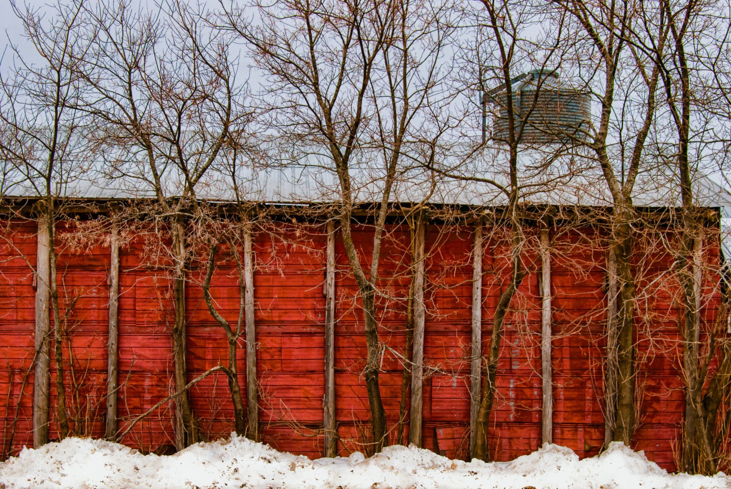 The Barn Trees -  Nature photography, landscape photography, winter, fine art print, trees, new england, New Hampshire, red barn, old barn