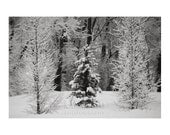 Winter Scene Photo Snow Trees Forest Black and White March In Like Lion Snowstorm 11x17 Medium Print