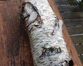Large Birch Bark Tube - Natural White Birch Cylinder