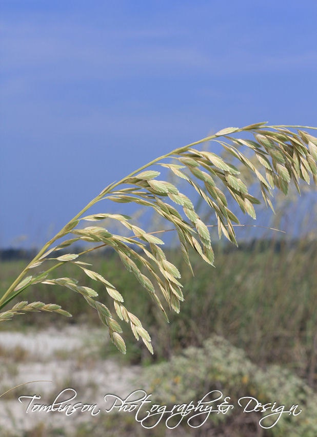 Beach Wheat Blowing in the Breeze, Tranquil Nature Photography Print, 12x24