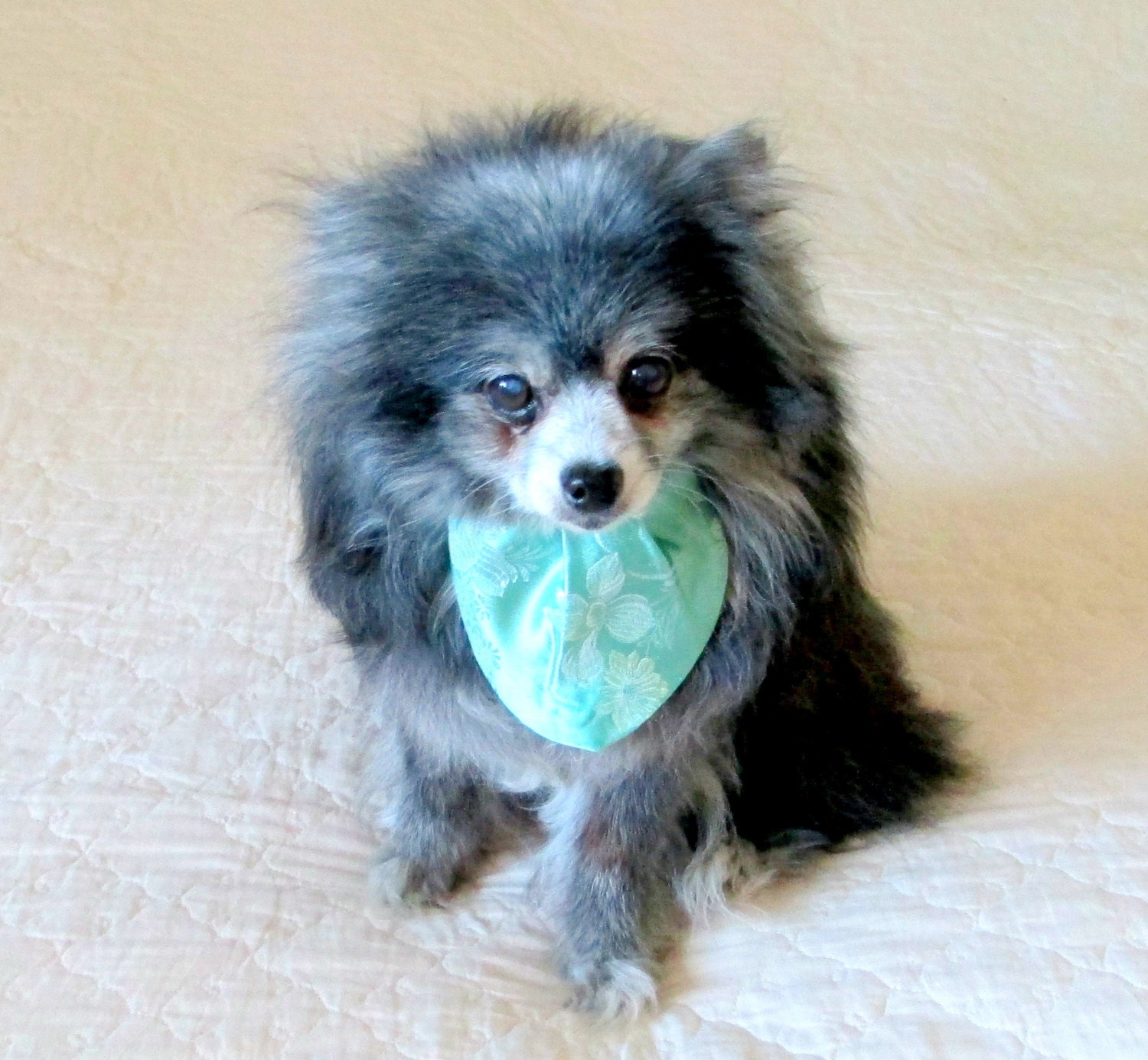 Cravat-Style Tie Made to Order for Small Dogs - Light Teal Companion Piece for Little Dog's Party Dress