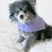 Small Dog's "Executive" Lavender Dress Shirt & Paisley Tie Made to Order Stretch Cotton Yorkie