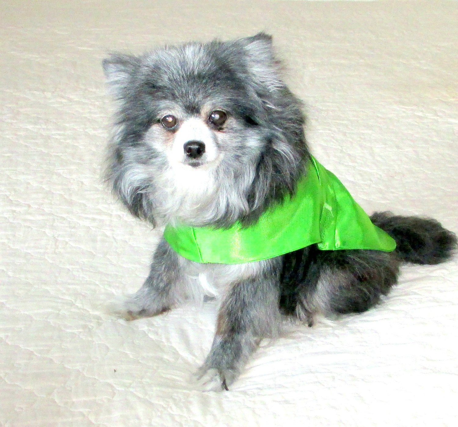 Lime Small Dog Dress Made to Order Satin Bridesmaid's/Formal with Bow - Yorkie Chihuahua