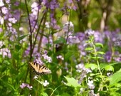 Butterfly Photo.  Purple Flower Photo.  Woodland Photo. Nature Photography. Wisconsin Landscape Photography. Fine Art Photography 8x10 Print