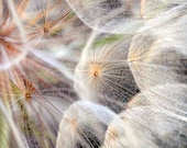 Dandelion Seeds Natural Colors Brown White Green Fine Detail Home Decor Fine Art Print 12x18 "Dandelion"
