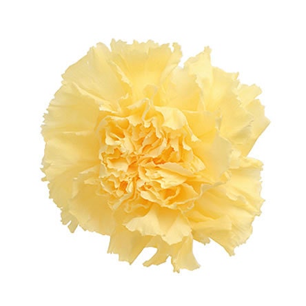 Preserved Carnations - Multiple Colors Available
