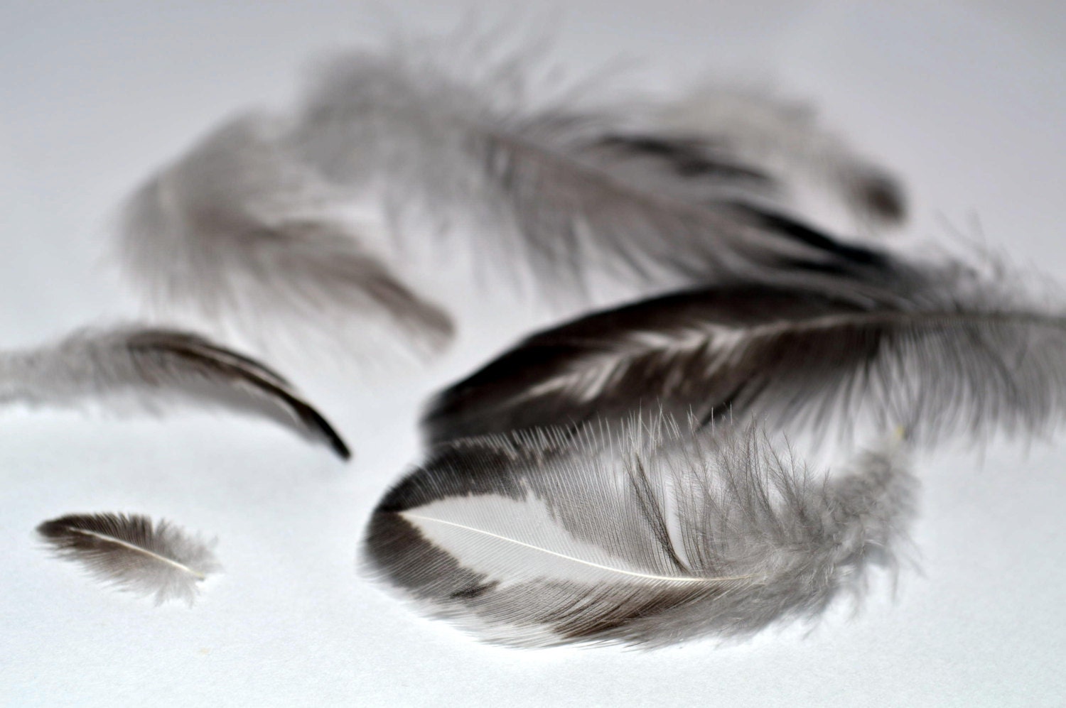Feathers Bargain Bag Black White Grey