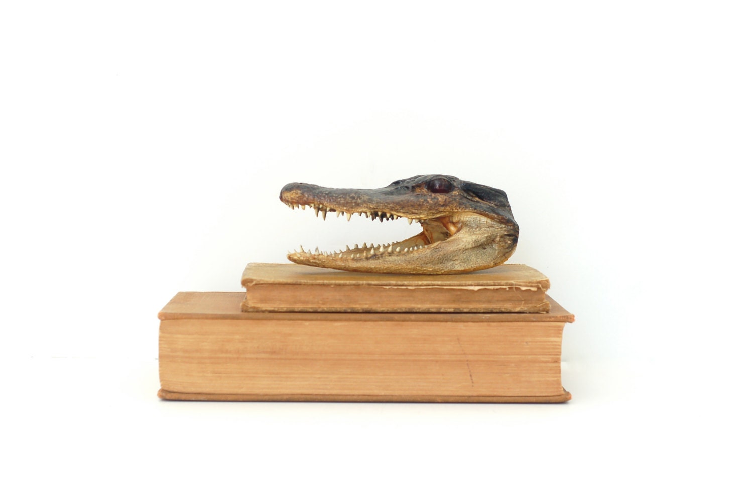Taxidermy-Alligator head