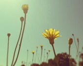 Yellow Sunny Summer Flower Photograph Dandilion Summer Haze Blue Green Wall Decor Cross Processed by Tabora