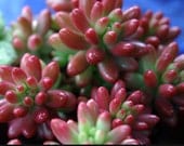 Succulent Plant -sedum aurora