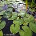 Lily Pond, Fish Pond, Emerald Green, Fine Art Photograoh
