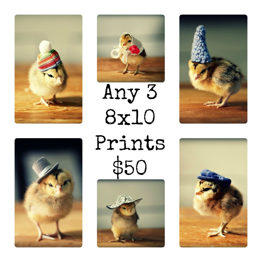Any Three 8x10 Chicks in Hats Photo Prints