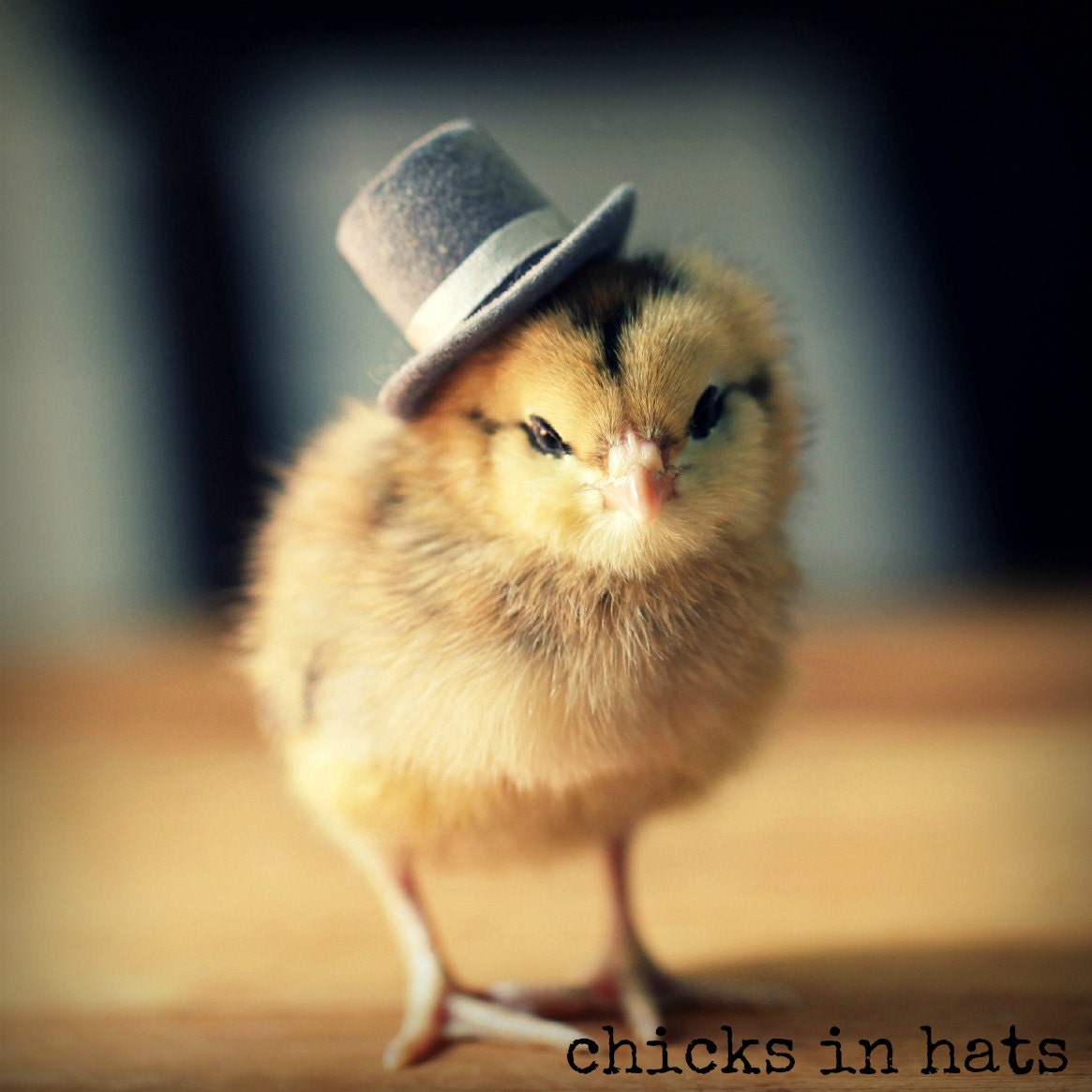Chick in A Top Hat Magnet This Will Make Your Refrigerator Happy