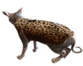 A Sphynx Changes Its' Spots Leopard Print Cat Jacket Sherpa lined Coat