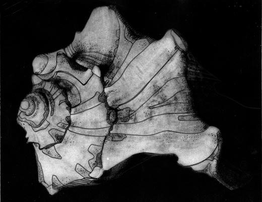 Illustrative Seashell Print no. 4