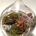 Hand Blown Glass Succulent Terrarium Riding the Range