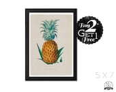 The Pineapple, 5X7 Vintage Print, Art Print and Home Decor, Buy 2 Get 1 Free