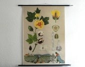Vintage Pull-Down Chart- Germany- Educational Classroom Poster- Printed 1962
