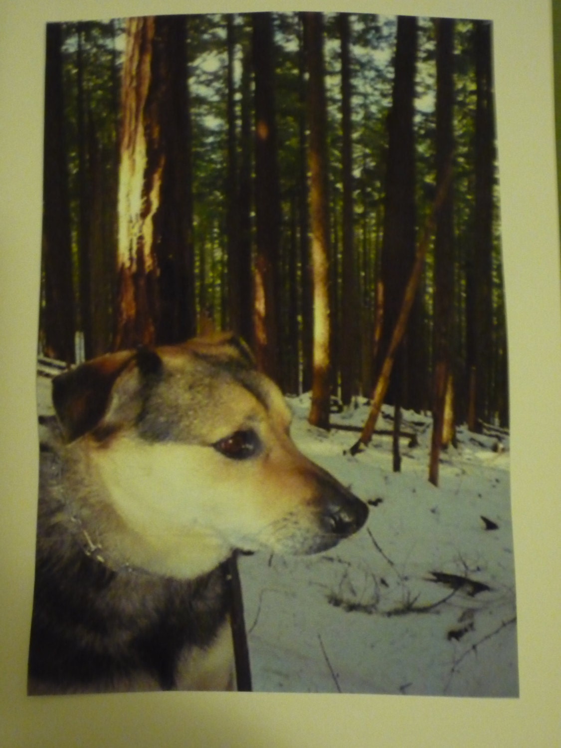 NOTE CARD-Pet Potrait- Dog On Snowy Forest Trail,- wooded, snow, dog, Fine Art Photography