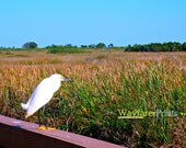Bird Landscape Photo - photography print Grasslands Scenery Nature native american culture animals south florida 5x5 5x7 8x10