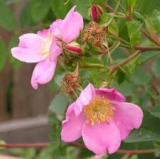 1/2oz Natural Wild Rose or Tea Rose Perfume Oil, Rose Fragrance Oil, Rose Scent
