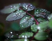 Water Drops Rain Photograph - droplets leaves nature photography - 4x6 Fine Art Photo Print