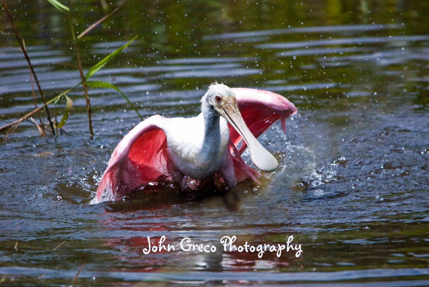 Roseate Spoonbill Bathing