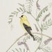 Goldfinch Original Pen & Ink Drawing