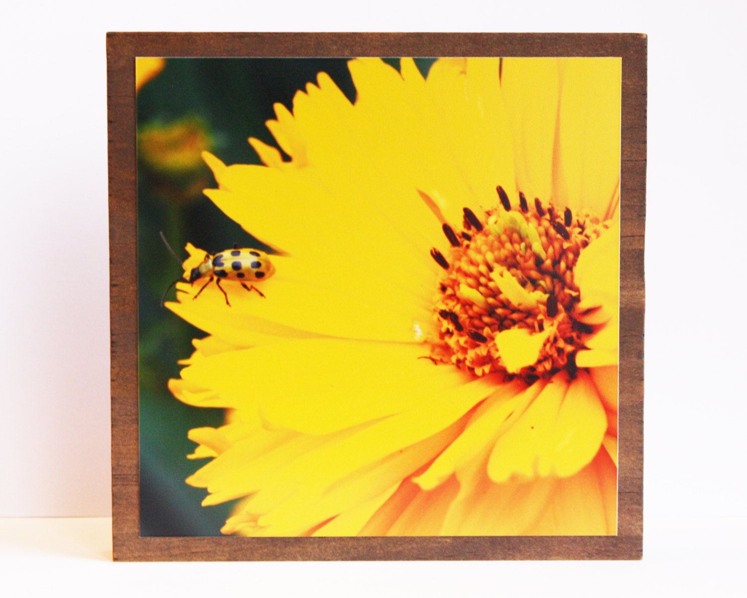 Yellow Photo Block - Nature Photography - 5X5 - DebbyDabbles