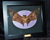 ODDITIES . Morbid taxidermy Bat Frame display SKU:MBFD