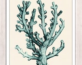 Antique sealife Illustration - Coral in seafoam n04- sea life print - Marine  sea life illustration A4 print